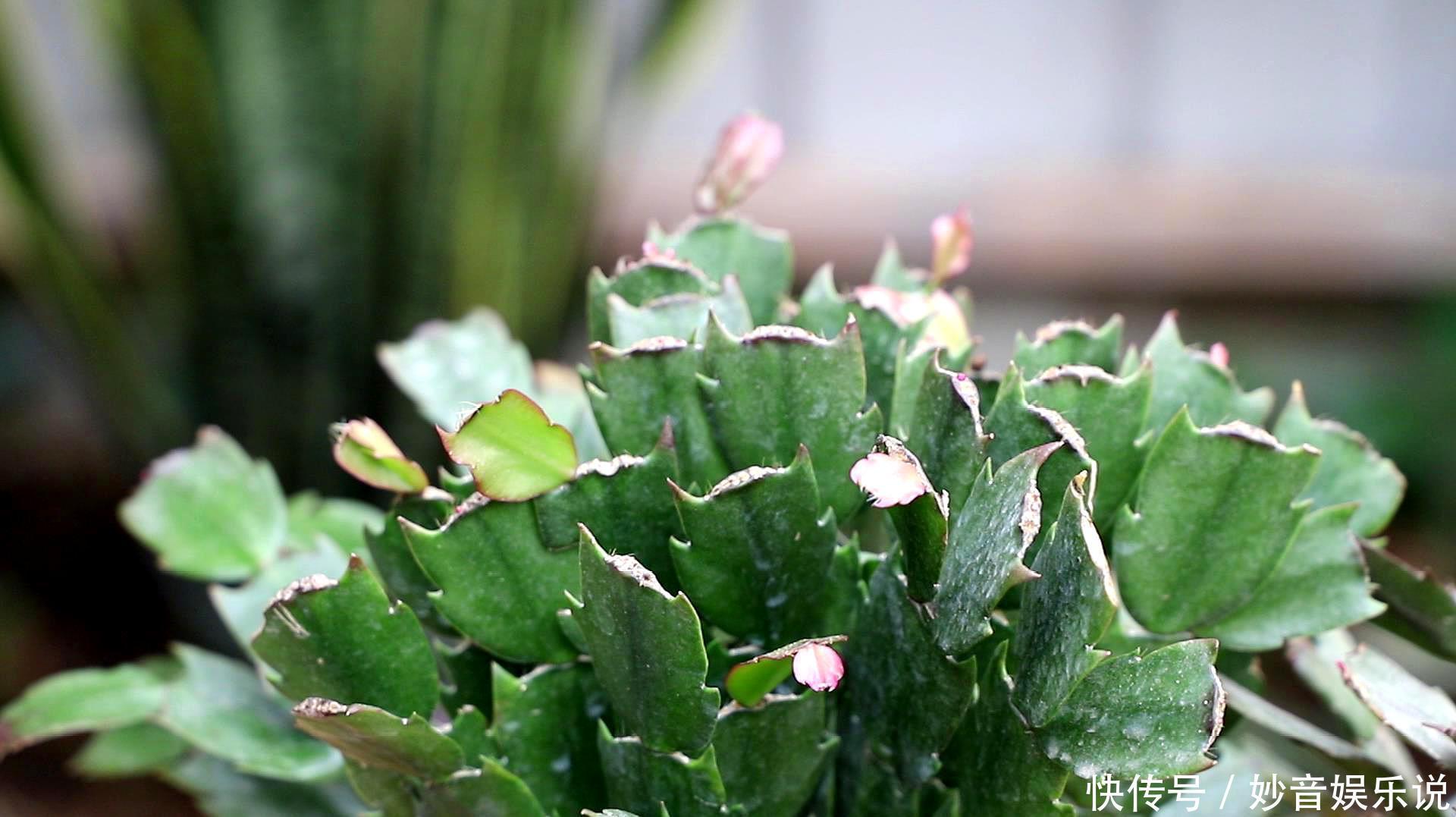 新叶|别让蟹爪兰开花了!想让叶子肥嘟嘟,长势好,现在就要这样养