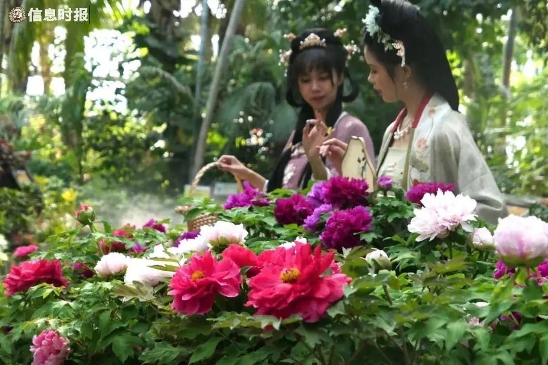 “百花之王”来广州了！这些地方隐藏了大片花海，爱了爱了