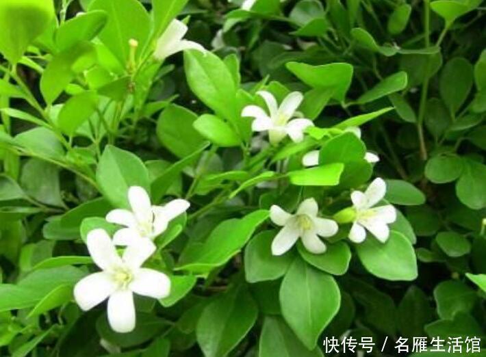 花友|茉莉花扔了吧此花一年开180天，四季飘香，说啥都要养一盆