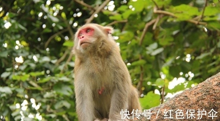 贵人|哪3大生肖，下半年贵人亲，小人远，事业花团锦簇，钱财八面开花