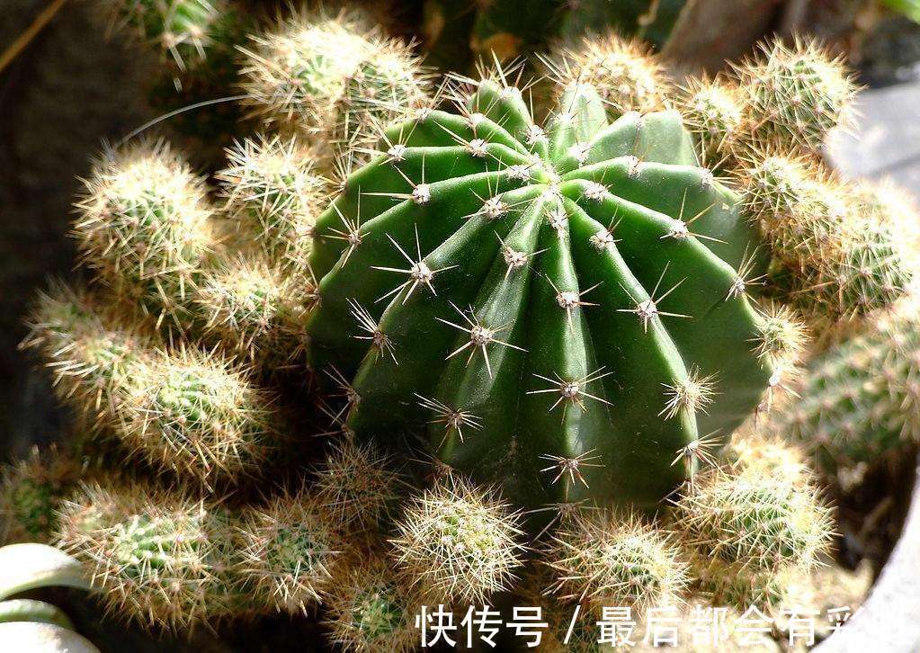 多肉植物秋天如何出状态、不徒长,做好4点,叶片越长越艳