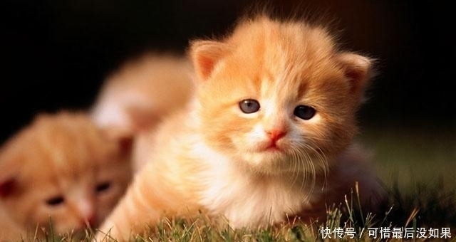 古人|古人为什么不吃猫肉?李时珍说:有一种情况千万别吃