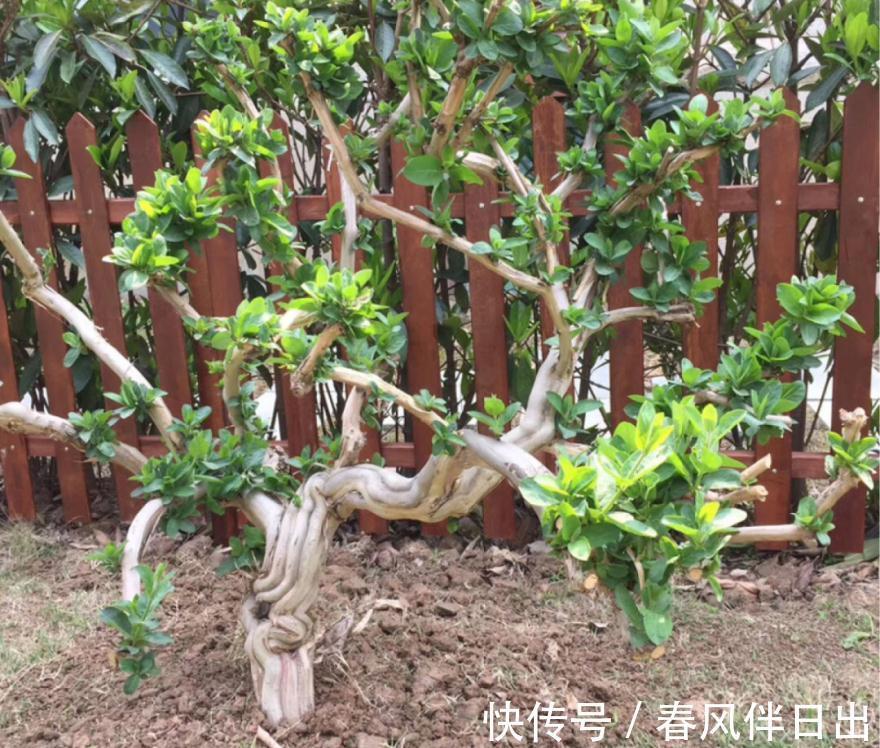 白檀|养到烦人的花,盆都不够用,扔掉还很心疼