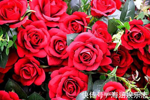 变异$红楼梦玫瑰花变异成四种特殊用品,每一种都让人遐想