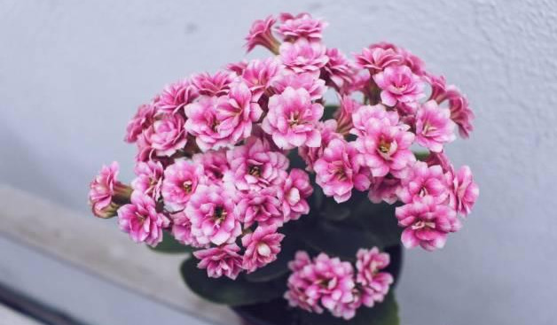 橡皮树|君子兰肥到流油,长寿花开不断,原来他用了这个小方法!