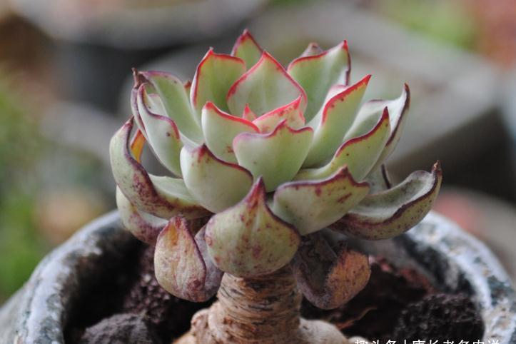 屌丝|多肉大和锦和剑司诺娃,一个好像没贵过,一个则从土豪变成了屌丝