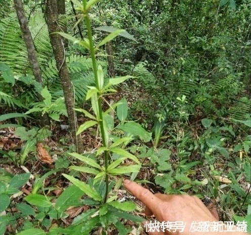 小檗碱|农村一种树，浑身长刺，但根部价值却极为珍贵，可抑菌抗肿瘤