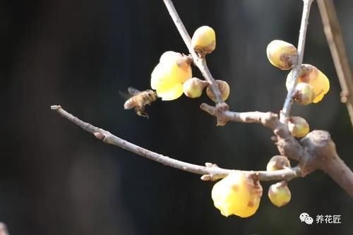 冬季腊梅这样养？顶雪开放，气味芳香 一棵千朵花！