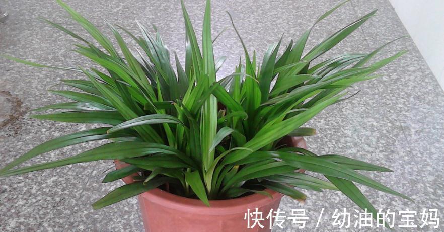 退休老夫妻传授经验:冬天暖房养兰花,抓住这3点很关键