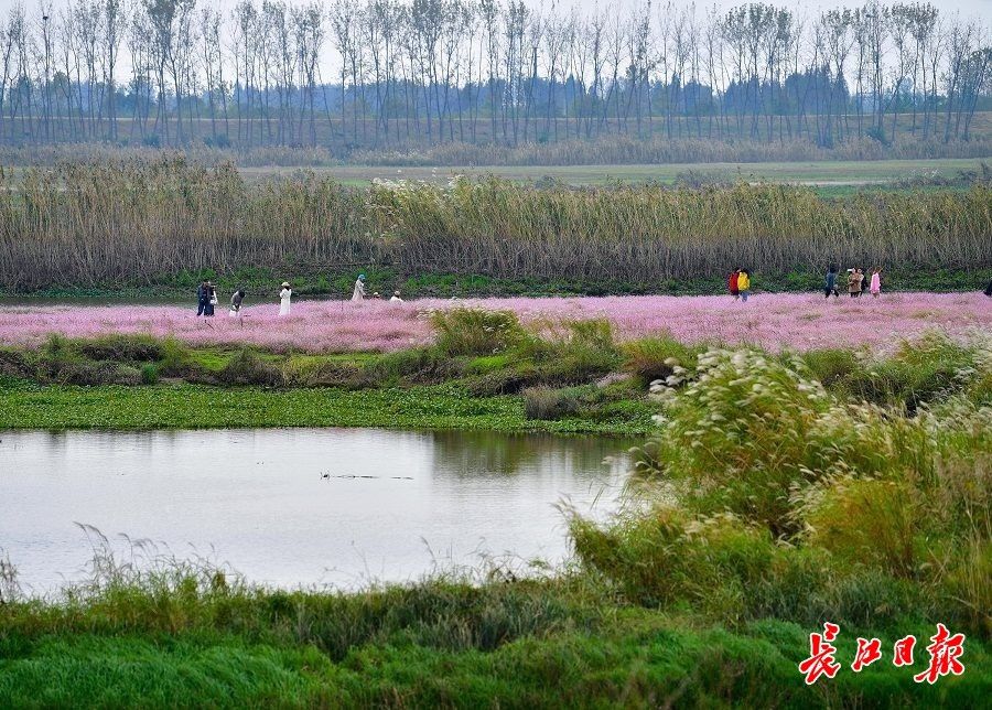 桐湖|风初冷蓼花红，蔡甸桐湖的河滩美过春