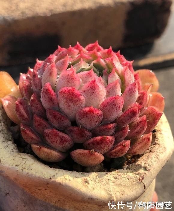 种多肉用小盆,一盆多种,挤在一起养,状态更好,根系更发达