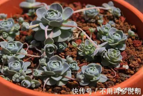 干透|多肉就养这7种,散养不用管也能呼呼长,想养死都难!