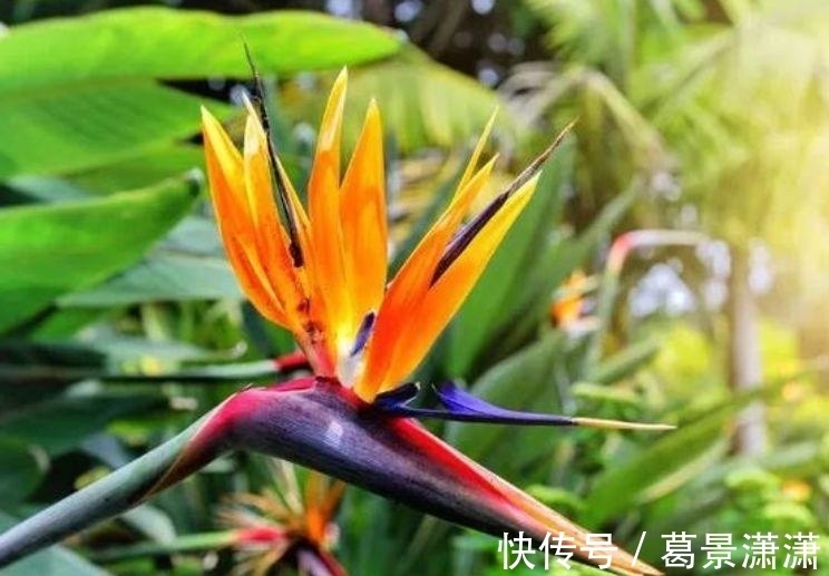 鹤望兰|4种花是“花卉中的劳模”,沾土就活,20天就能开花爆满盆