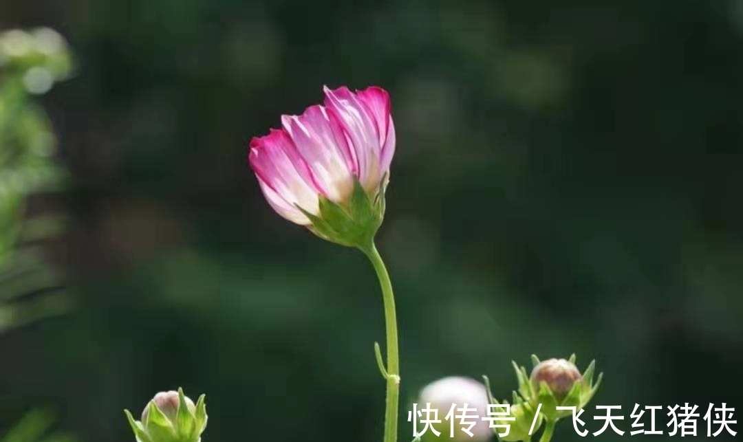 经典@王昌龄不愧是七绝圣手,信手写下一首送别诗,成为与众不同的经典