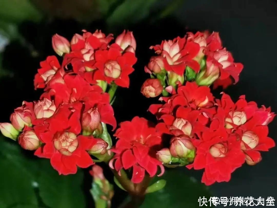 10种花要控水，天热反而不能浇，一浇水就死