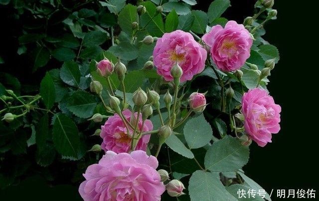 花期|4种美丽的花卉盆栽,花香阵阵,花期长达半年,种在阳台开成花海