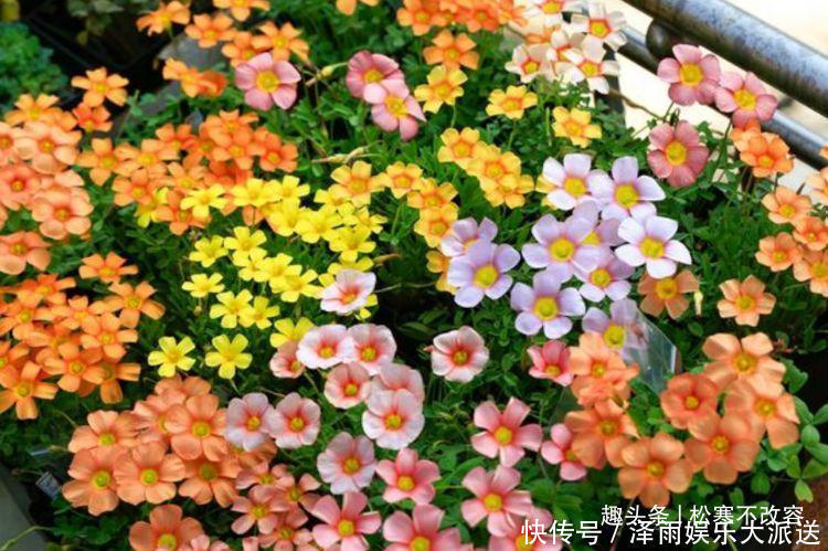 4种花养家里,福旺运旺财更旺,不用费心,就能长的特别好