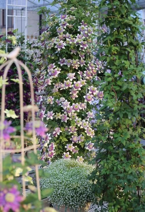 这份让春季花园“爆花”的清单你收藏一下吧！