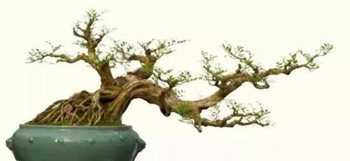 盆景|此花花香叶也香,枝叶四季常青,最适宜被修剪成盆景供人欣赏