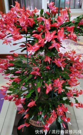 10月养蟹爪兰,了解掌握4个要点,叶片肥厚长势好,40天绽放群花