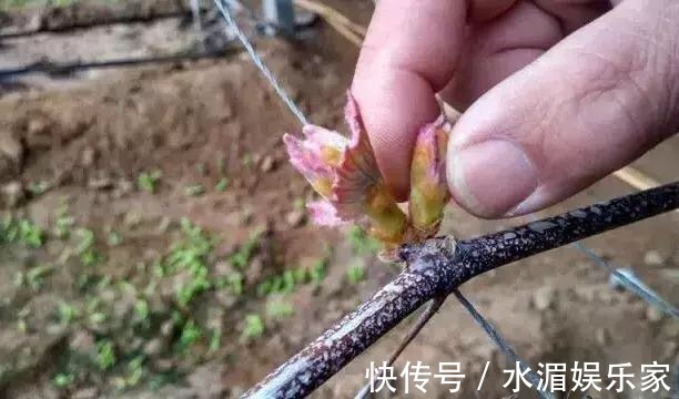老花匠|养花修剪“学问大”，老花匠教你怎么修剪，才能突突冒花！