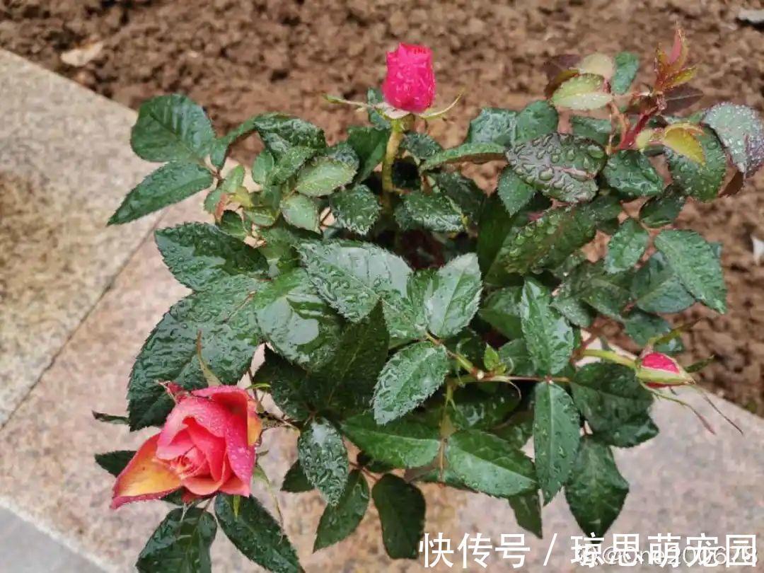 磷酸二氢钾|月季现在赶紧施肥,不然越长越差,上肥后月月开花