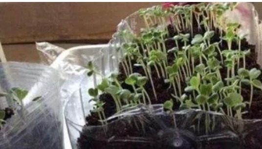 空油桶、空可乐瓶都是“养花神器”,只需“剪2刀”养都爆盆