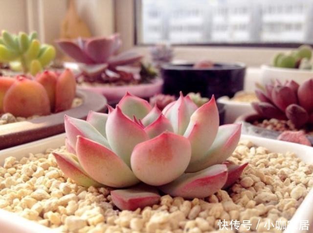 天冷温差大,多肉花月夜叶缘为什么不红?掌握3个方法叶边红起来