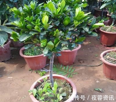 黄叶|花店买花老养死，因为老板太黑心老板不是我黑心，是你不会养