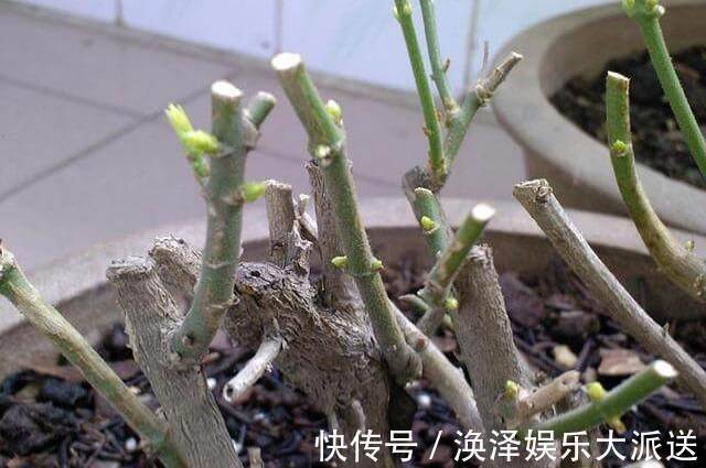 植株|矮化茉莉的手法,只需这里“剪一下”,植株矮壮,发满“花芽”
