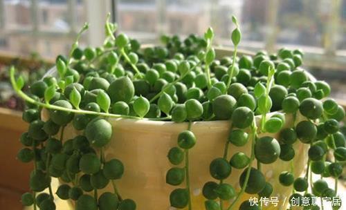 5种漂亮多肉,寓意美好,生机勃勃,是家庭盆栽佳品!