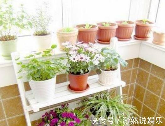 绿色田园|23岁女儿买下65㎡小户型,装修出''绿色田园''风,羡煞同龄人