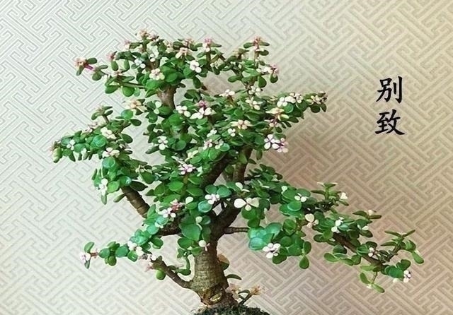 塑形|金枝玉叶,别养错了,30天剪一次,精雕细琢,养成盆景才漂亮!