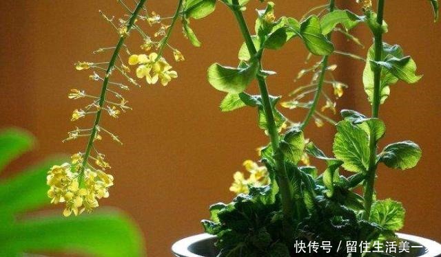 5种吃剩的菜根别丢,种出漂亮的小盆栽,不花一分钱,比花还漂亮!