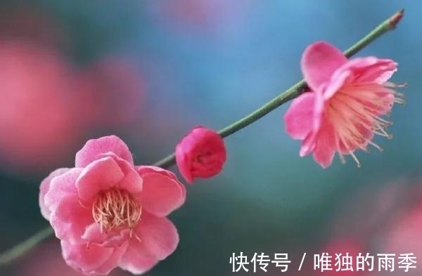 step|梅花樱花桃花杏花梨花李花，傻傻分不清楚？