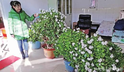 “6种旺财花”,房子小也要养1盆,开花更是好兆头,富贵吉祥