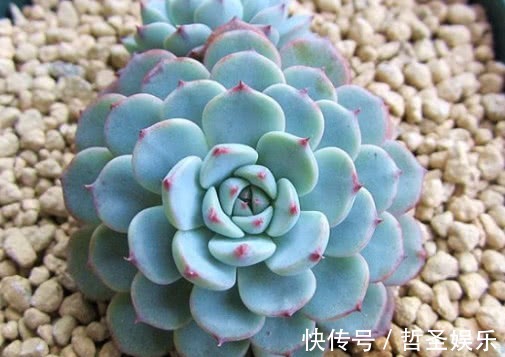 多肉姬莲怎么叶插教你3个小步骤,叶插不仅生根快速越长越旺盛