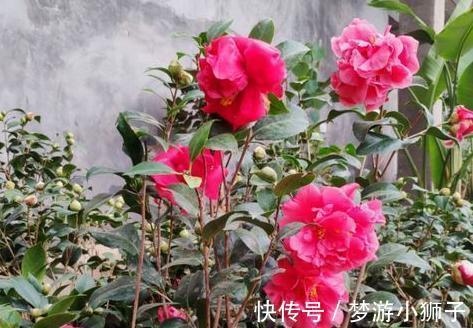 它是茶花之王,香味浓郁,美胜牡丹,超大花量,抗热抗寒还好养