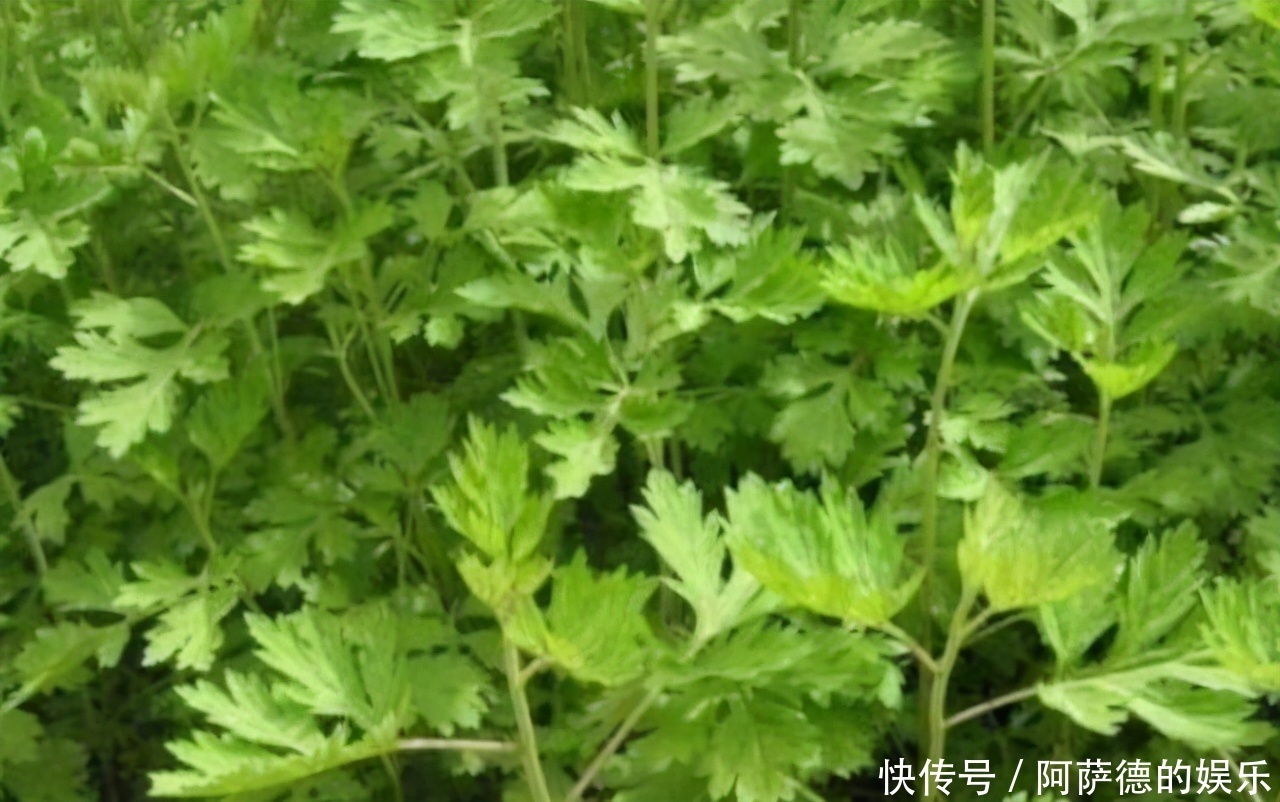 冬天养生正当时,多吃三种食物,排毒护肤,淡化黑斑,美白肌肤