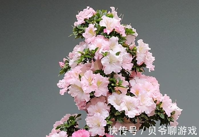 杜鹃花喜水怕湿，易烂根，怎么办，盆底垫起来