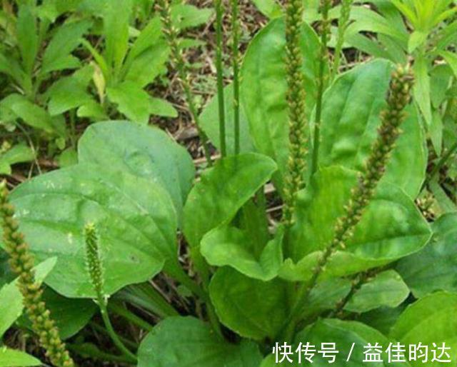 野草|农村1“车前草”,农民认定是害草,见到就拔,却不知比大米珍贵