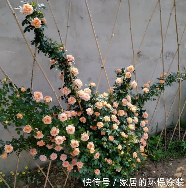春天藤本月季想要开花整齐,开花多,不能缺少这3点