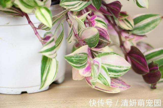 花花|家里养婚礼吊兰,气质优雅观赏性强,邻居看了都喜欢