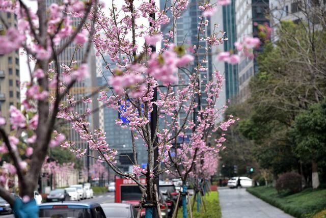 太美了！钱江新城一整排“阳光樱”开了，今年是它们第一次跟杭州市民见面