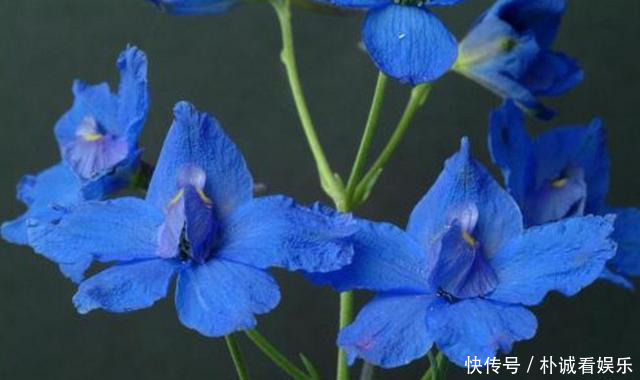 世界上最妖冶的花,外表漂亮惹人喜爱,却也是世界上最毒的花