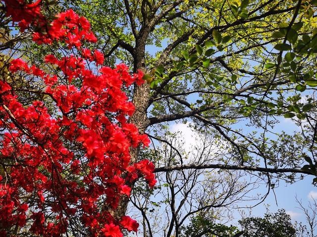 人间四月芳菲尽，万和杜鹃始盛开