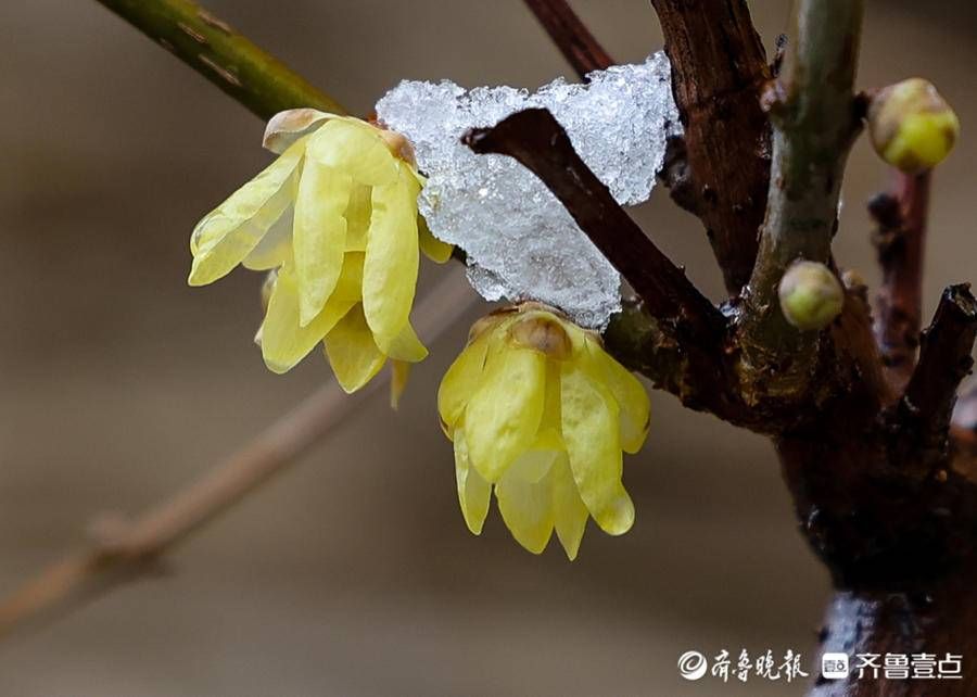 stmuthpc1800|飞雪迎春来，腊梅凌寒开