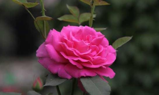 喜欢菊花,不如养“玫瑰精品”安妮公主,草莓香味,花色艳丽