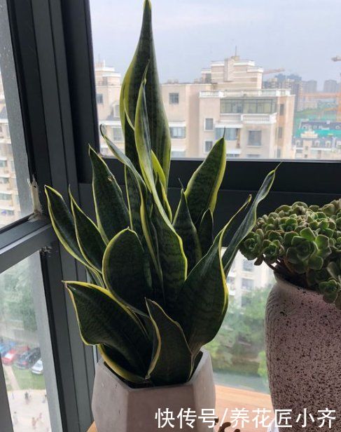 百合科虎尾兰属|短短一个夏天，虎皮兰就能侧芽挤满盆，养花高手是这样做的