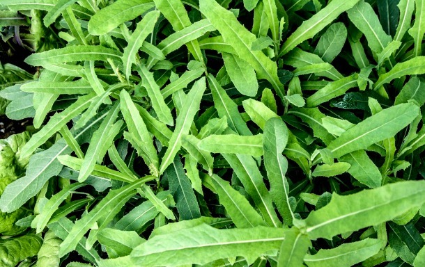 凉拌|65种野菜图片,带你认识不同的野菜和吃法,你想要的野菜这里都有